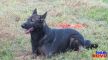Barry (GSD)